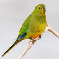 Orange-bellied Parrot